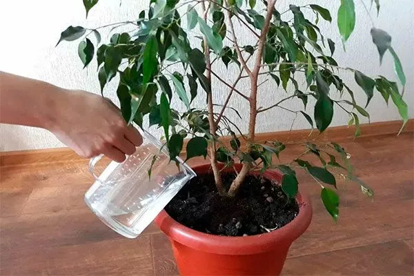 i яркость листьев1