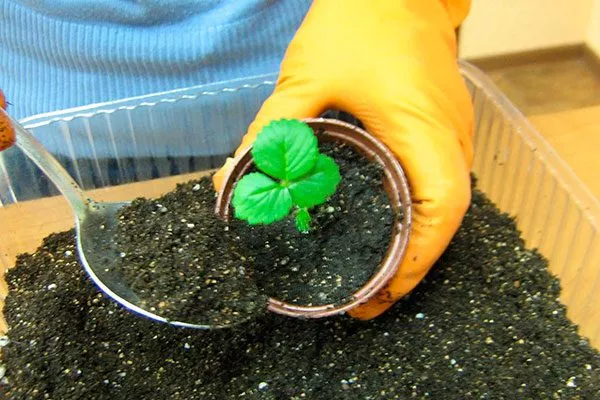 Идеальный состав почвы для земляники почва для земляники7