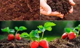 Идеальный состав почвы для земляники1 почва для земляники8
