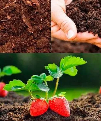 Идеальный состав почвы для земляники1 почва для земляники8