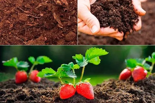 Идеальный состав почвы для земляники1 почва для земляники8