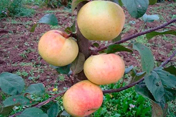 Имрус сорта яблони36