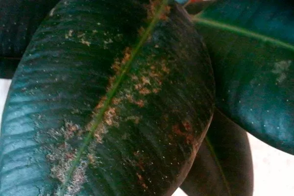 Инфекционные заболевания пятна на листьях5