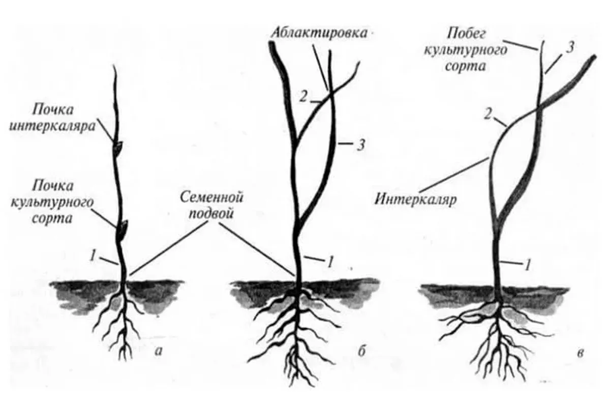 Интеркалярный или вставочный подвой Привой и подвой яблони1