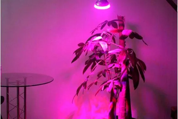 Использование фитоламп и искусственного освещения стимулировать цветение3