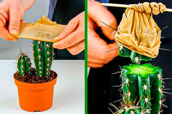 используйте сложенные в несколько слоёв газеты Как правильно обрезать кактусы6