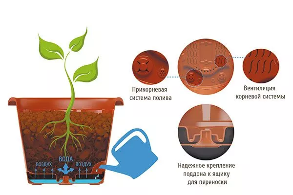 Используйте ёмкость с поддоном способы полива герани8