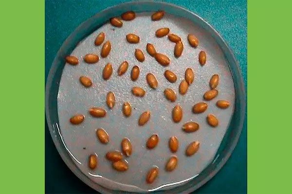 Из семян Фикус бенджамина21