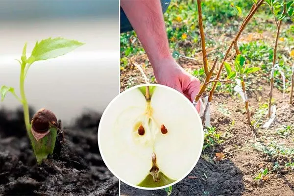 Из семян Подвой у яблони3