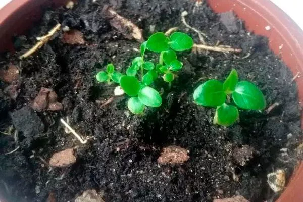 Из семян1 Фикус бенджамина22