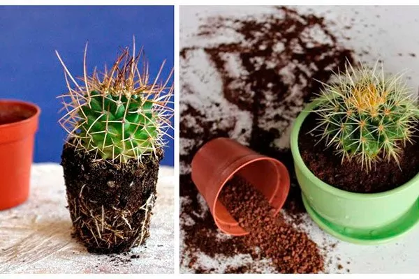 Избыточный полив Кактус повял4