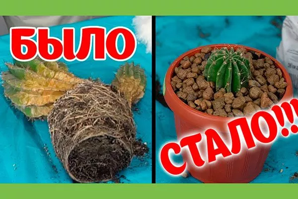 Избыточный полив удаление гнили Кактус повял3