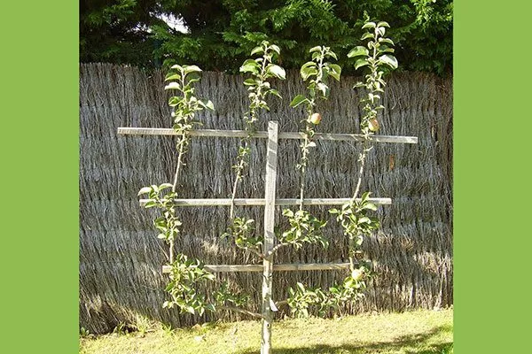 Изготовление и установка шпалер Яблоня на шпалере12