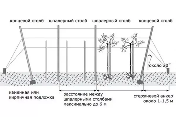 Изготовление и установка шпалер21 Яблоня на шпалере14