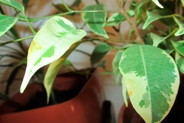 Изменение окраски листьев правила перемещения фикуса4