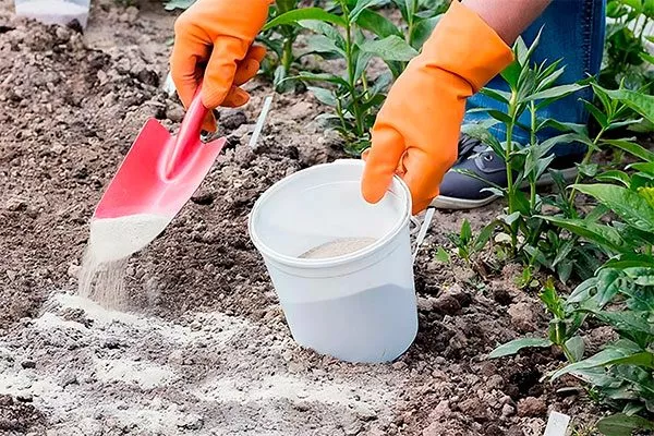 Известкование почва для земляники9