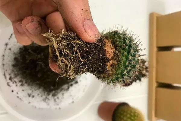 Извлечение и обрезка повреждённых корней