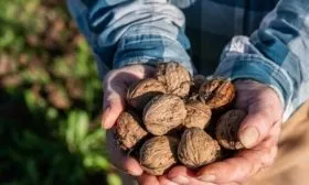 сбор орехов
