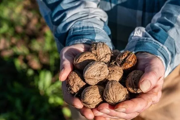 сбор орехов