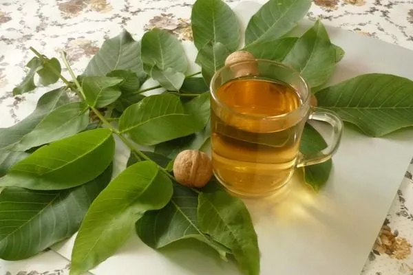 целебный чай из листьев грецкого ореха