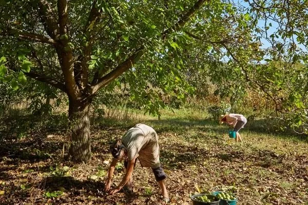 сбор орехов с земли вручную