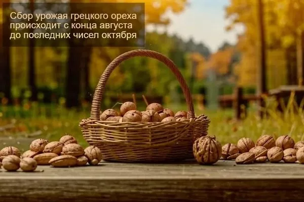 сроки сбора грецких орехов