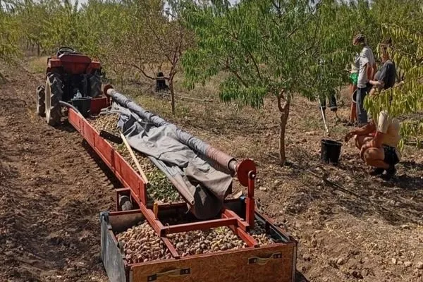механизированный сбор орехов