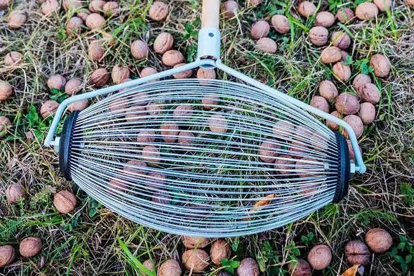 применение орехосборника