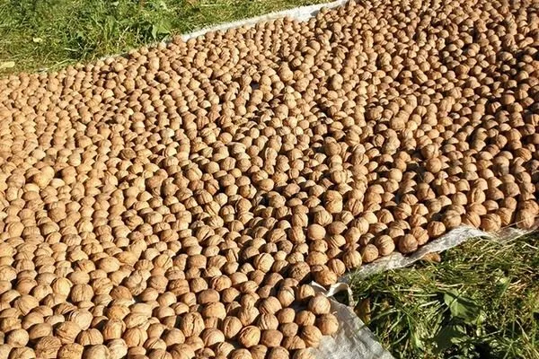 сушка собранных орехов