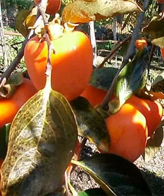 Как определить готовность хурмы к уборке Ошибки выращивания4