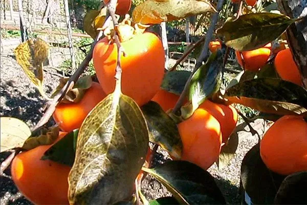 Как определить готовность хурмы к уборке Ошибки выращивания4