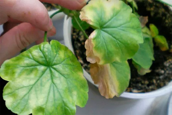 Как определить перелив и что с этим делать способы полива герани9