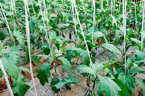 Как подвязать баклажаны Формировка баклажан10