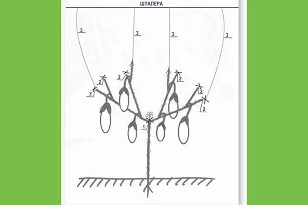 Как подвязать баклажаны1 Формировка баклажан11