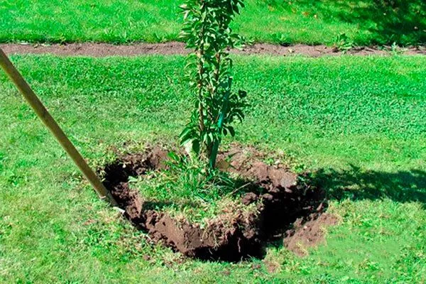 Как правильно пересаживать яблони пересадка яблони12