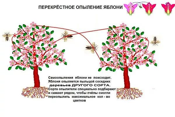 Как происходит опыление яблони Опыление яблони6