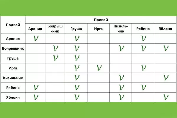 Как совмещать подвой для яблони и привой Подвой у яблони5