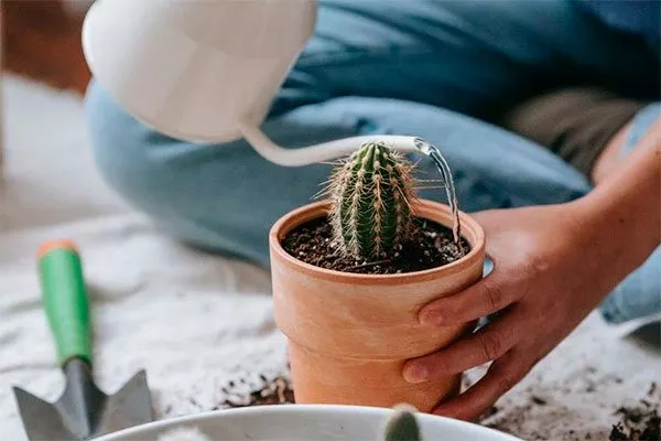 Как ухаживать Мини кактусы18