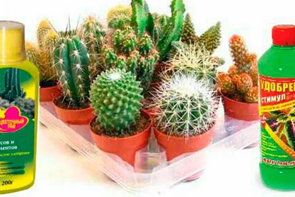 Как выбрать лучший стимулятор роста для кактусов