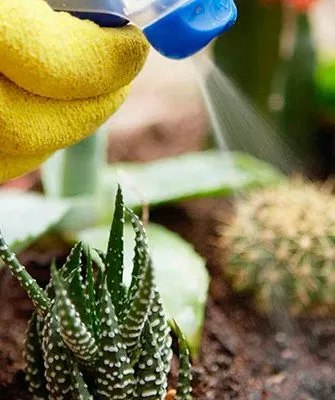 Как выбрать лучший стимулятор роста для кактусов1