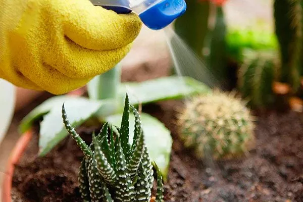 Как выбрать лучший стимулятор роста для кактусов1