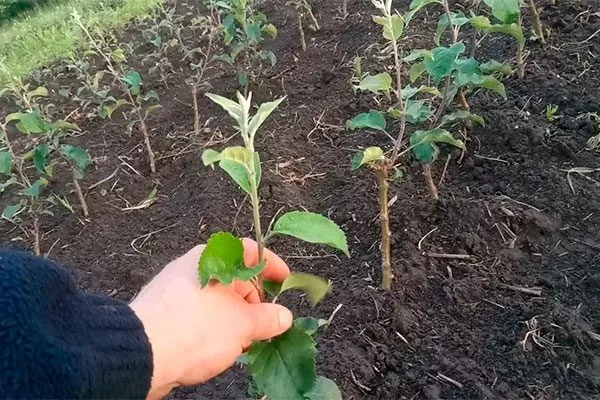Как выбрать подвой Подвой у яблони4