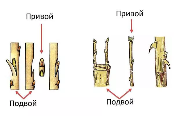 Какие бывают подвои и в чём между ними разница Привой и подвой яблони3