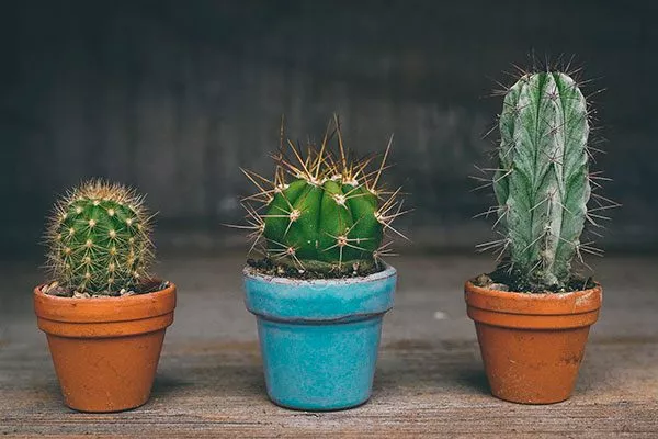 кактус и его особенности Как правильно обрезать кактусы7