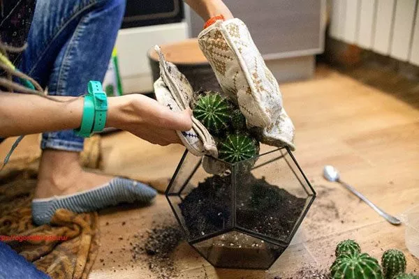 Кактус лучше никогда не пересаживать Мифы о кактусах3