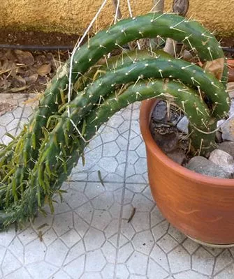 кактус мёрзнет Кактус повял6