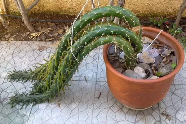 кактус мёрзнет Кактус повял6