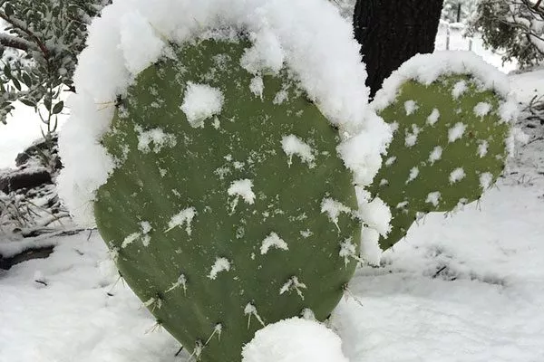 Кактус, не тронувшийся в рост летом, часто погибает зимой Мифы о кактусах4