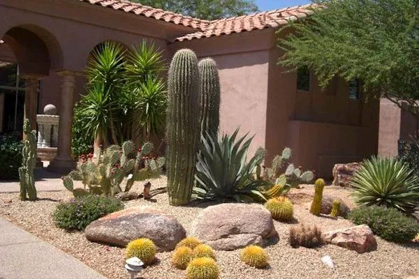 Кактусам противопоказана улица Мифы о кактусах6