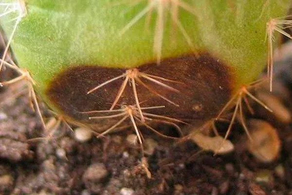 Кактусовой фитофторой Копьяпоа5